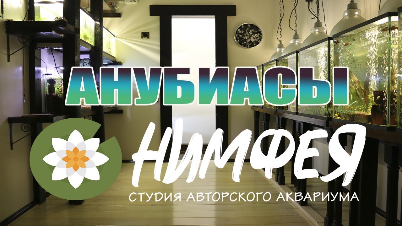 В гостях у аквариумной студии Нимфея.Анубиасы.