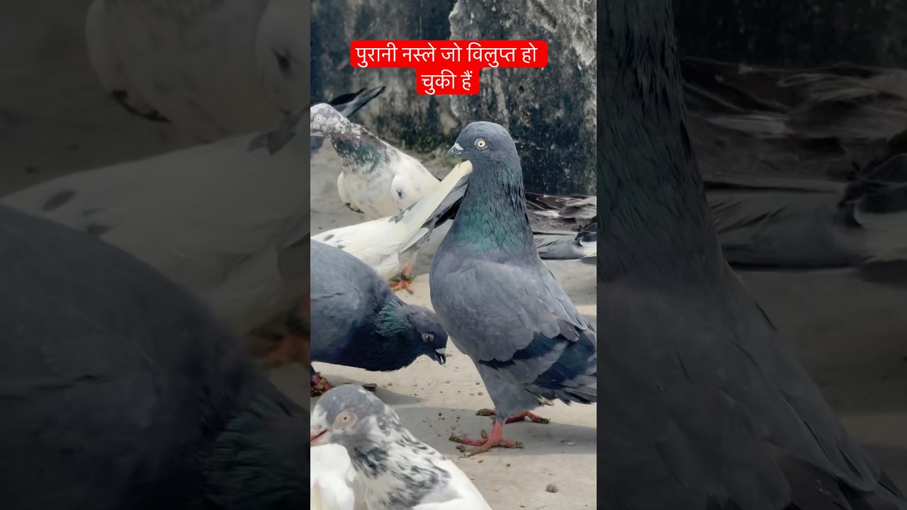 Old breed of pigeon || In High Flyer || #pigeon #kabootar #kabootarbazi #kabutar #loft #bird