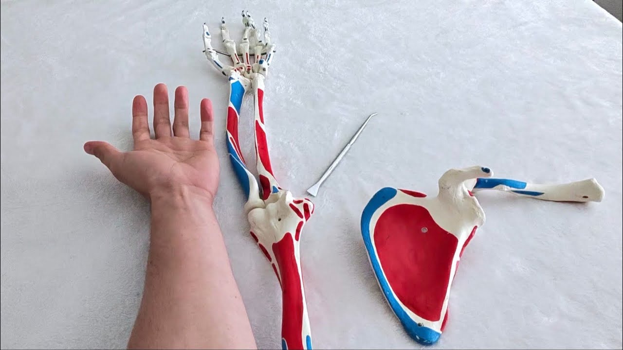 Upper Extremity Bony Landmarks: From Clavicle to Carpals