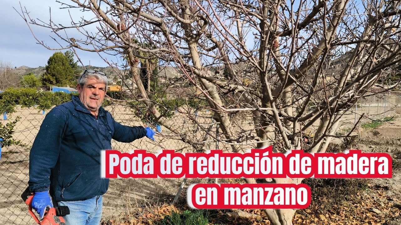 PODA DE REDUCCIÓN DE MADERA EN MANZANO