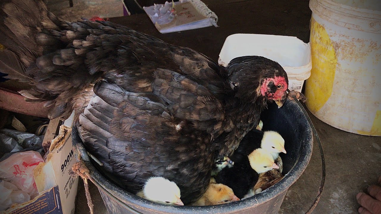 MEUS PINTINHOS JÁ NASCERAM, JÁ PREPAREI A RAÇÃO PARA ELES!!!