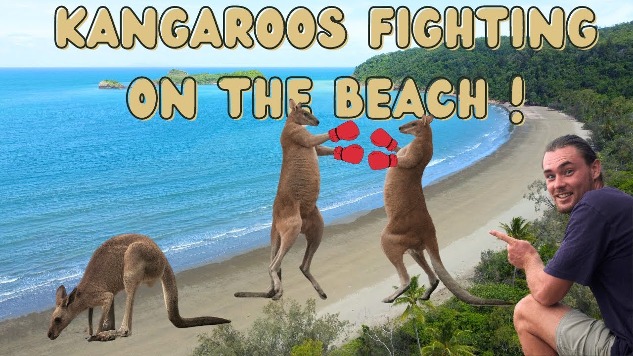 We visit Cape Hillsborough’s Boxing Kangaroos!  | QLD - VANLIFE