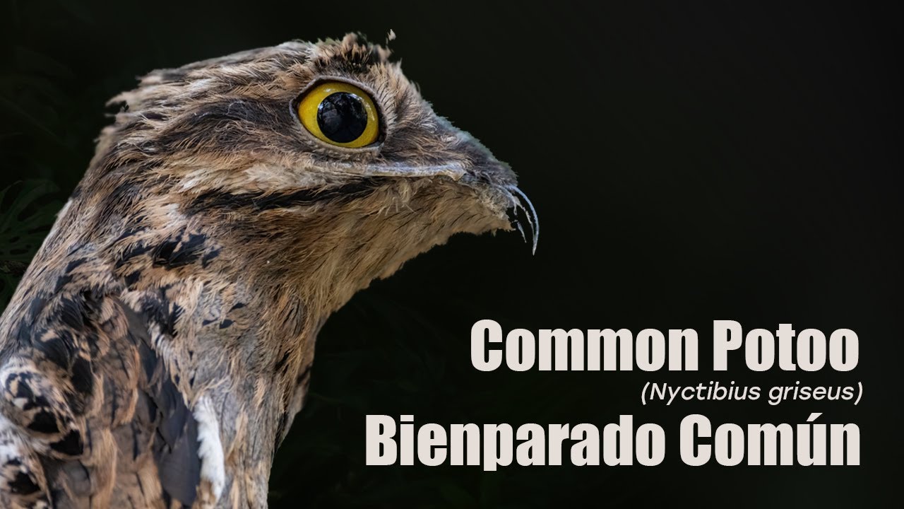 Common Potoo (Nyctibius griseus) Bienparado Com&uacute;n