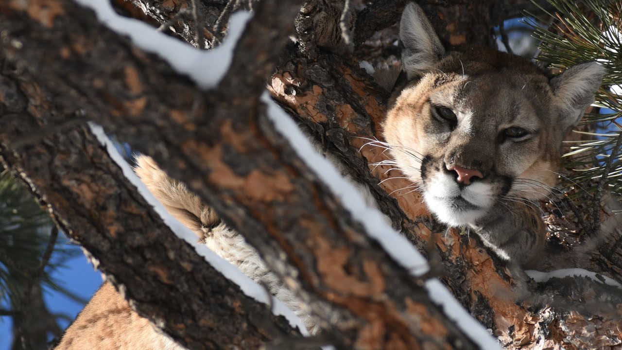 Tracking & Catching Colorado Mountain Lion | Hound Hunting