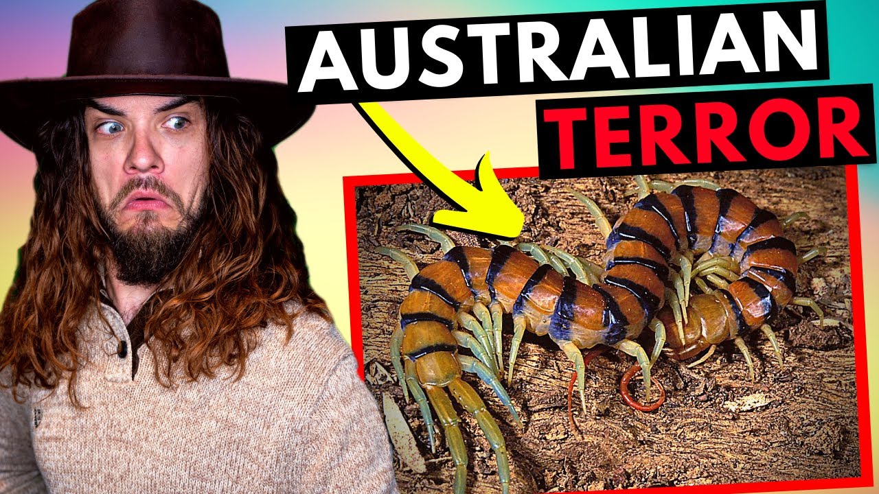 Australia's Most Terrifying Inhabitants | American Reacts