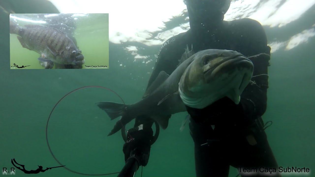 Águas Norte Portugal - Caça Submarina