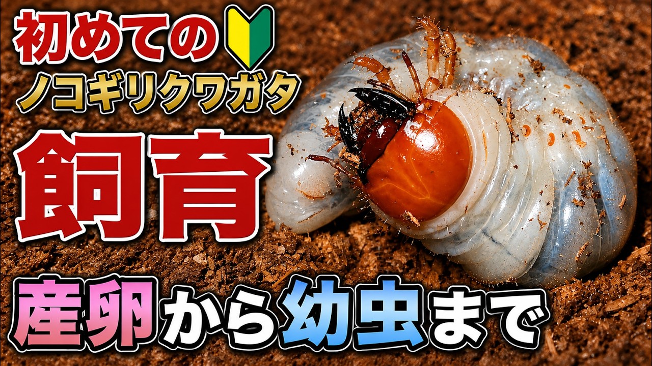 ノコギリクワガタを初めて飼育、産卵から幼虫まで