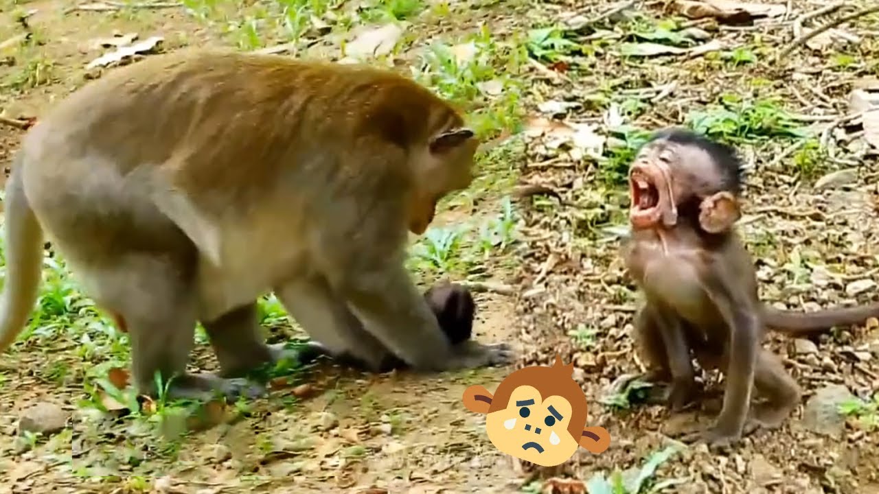 Baby monkeys do not understand the rules with big monkeys, the result is disastrous