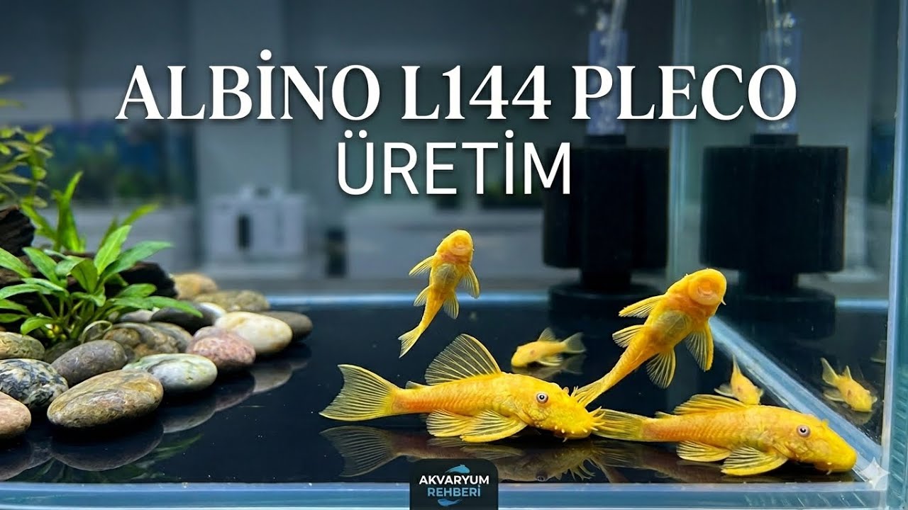 Yeni Tanklar ve Üretimde son durum