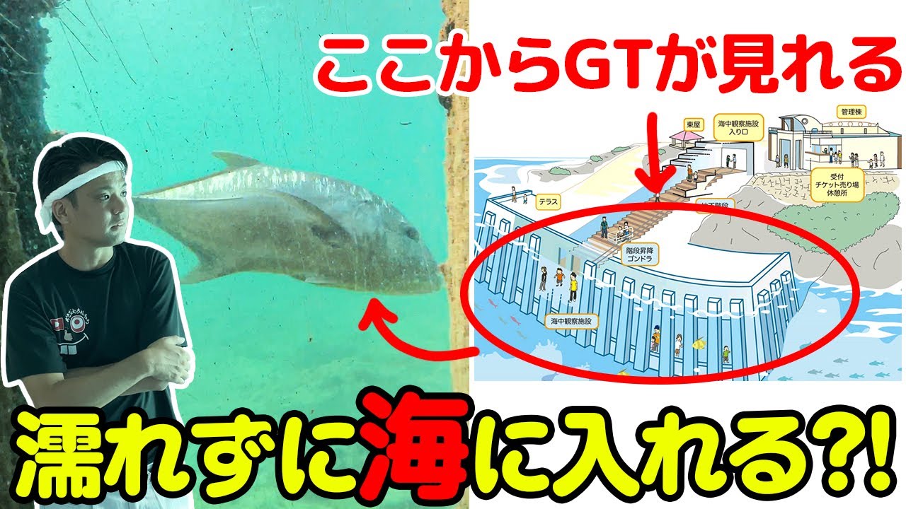 宮古島にある自然の海が観察できる施設でGTとサメに遭遇！