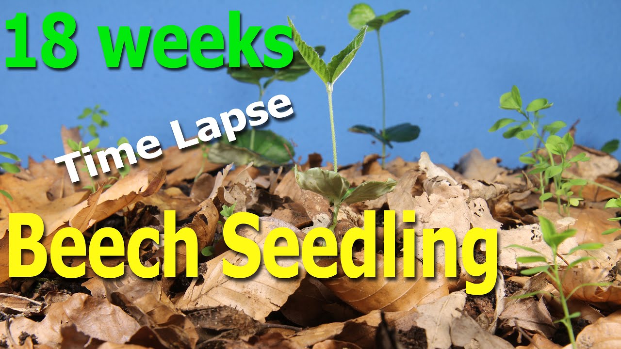 Time-Lapse: Beech seedling competition battle