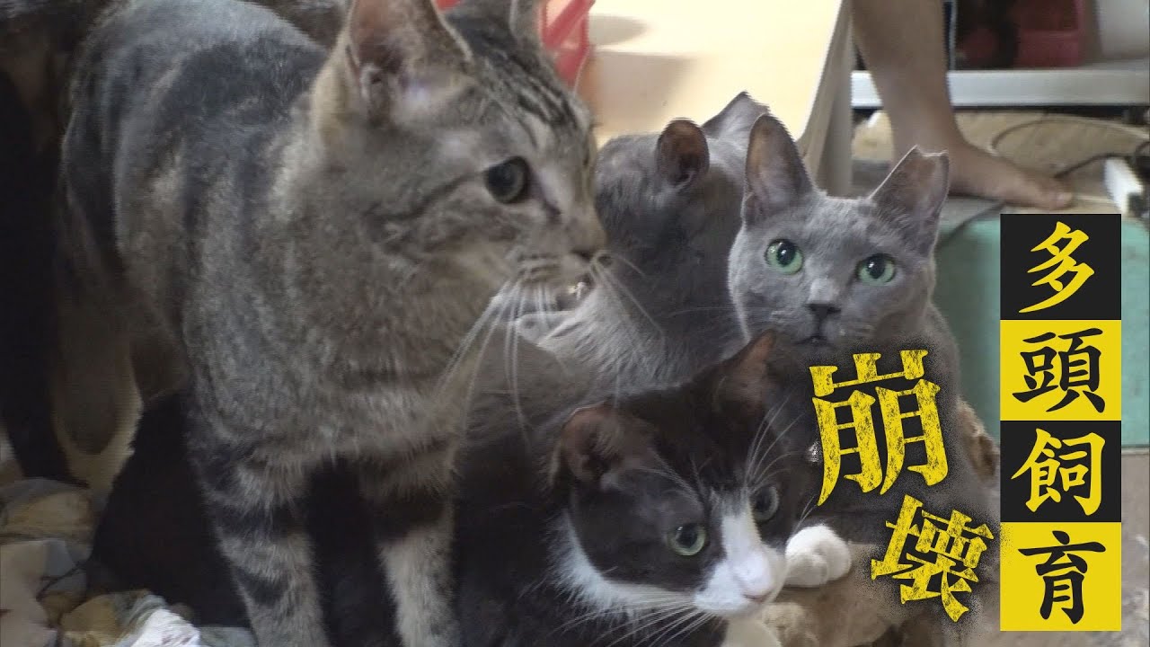 ２年で５０匹！？　悲惨！異常繁殖による「多頭飼育崩壊」の現場　猫たちと飼い主を支える救いの手