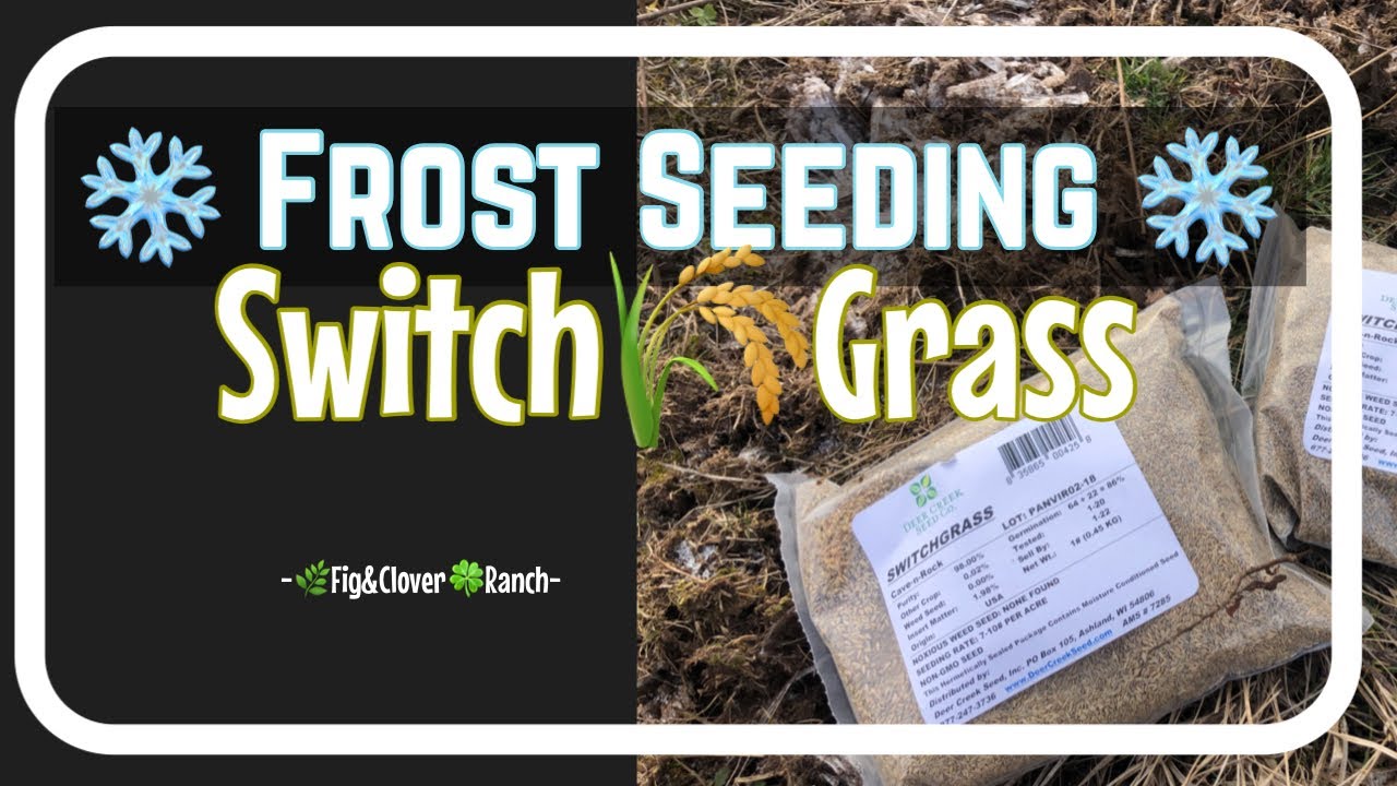 Frost Seeding Switchgrass ❄️