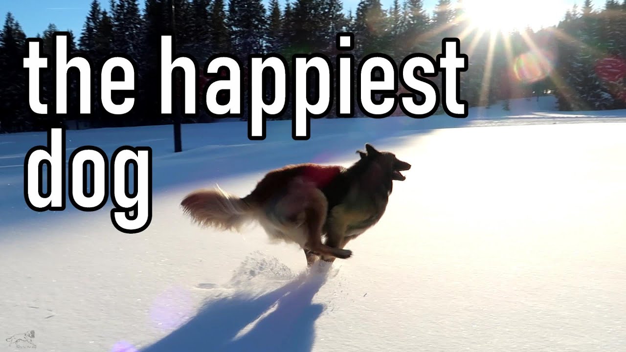 Beautiful Sunset Dog Walk in Snow | Cinematic Winter Dog Video | Belgian Shepherd Tervuren