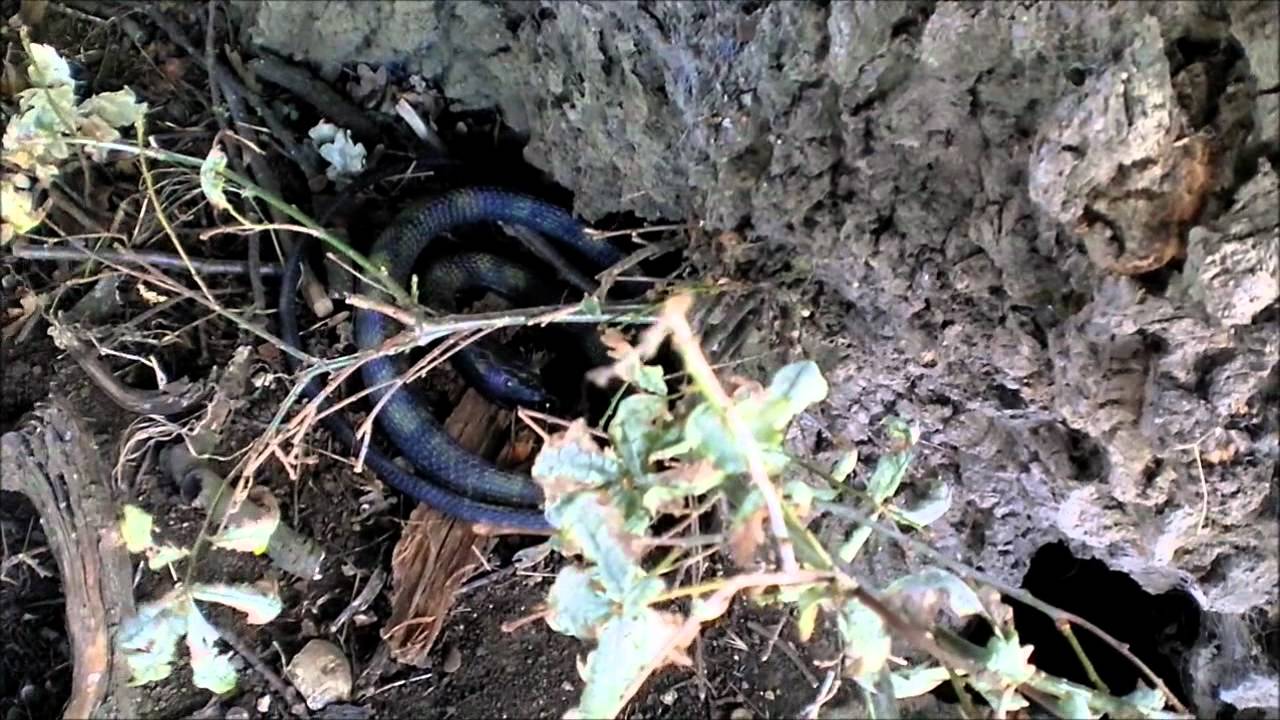 Geocaching - Snakes Alive???