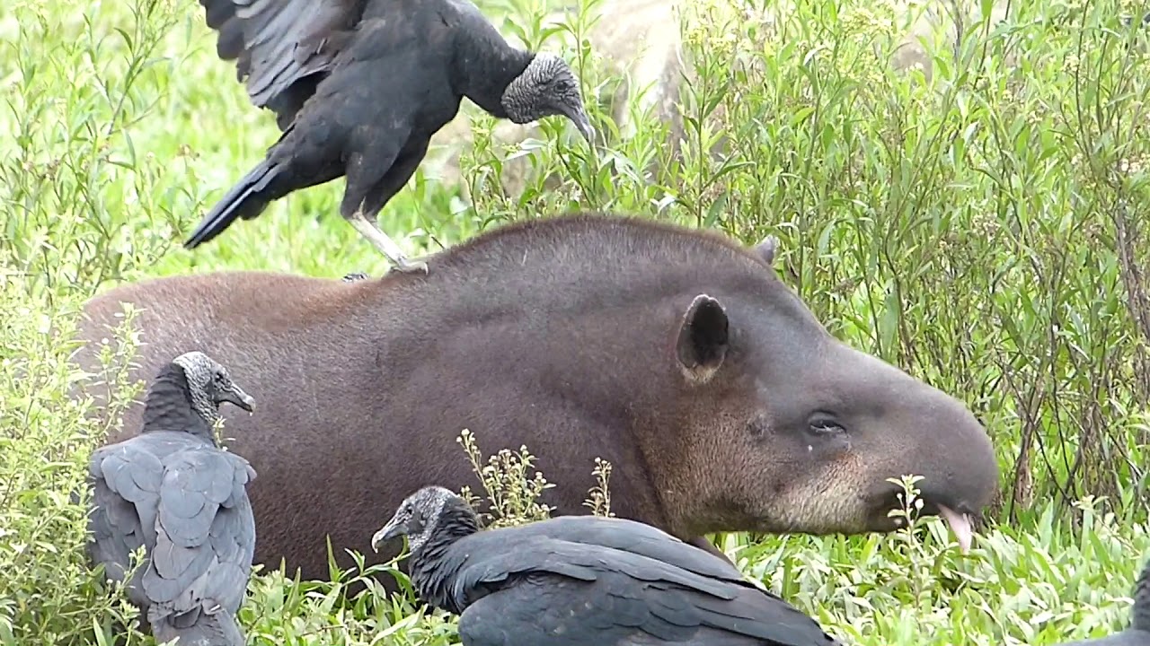fauna brasileira sertaneja ANTA NA MASSAGEM animal selvagem pantanal amazônia cerrado brazilian