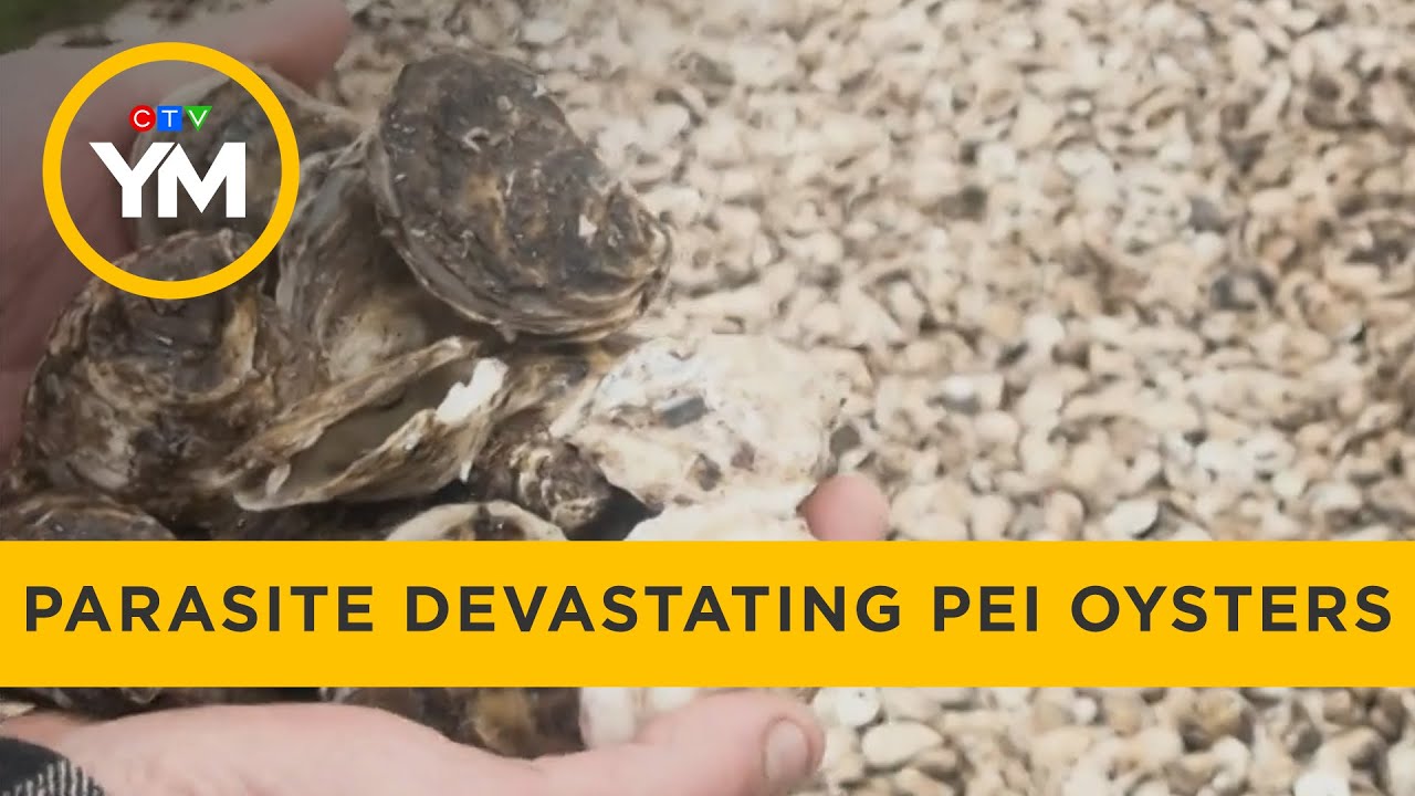 A Parasite is Devastating Canadian Oysters | Your Morning