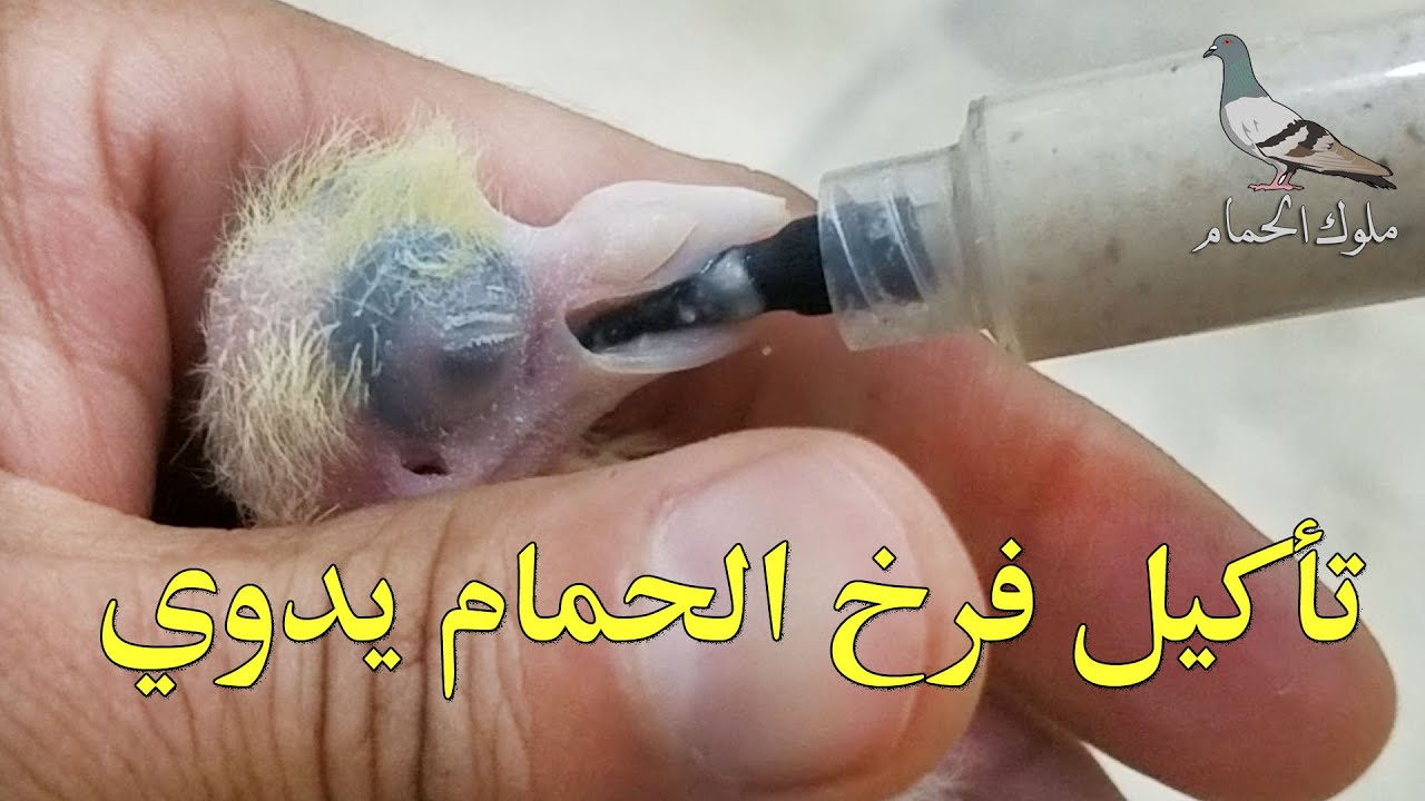 طريقة إطعام و غر فرخ الحمام يدويًا بعمر أيام