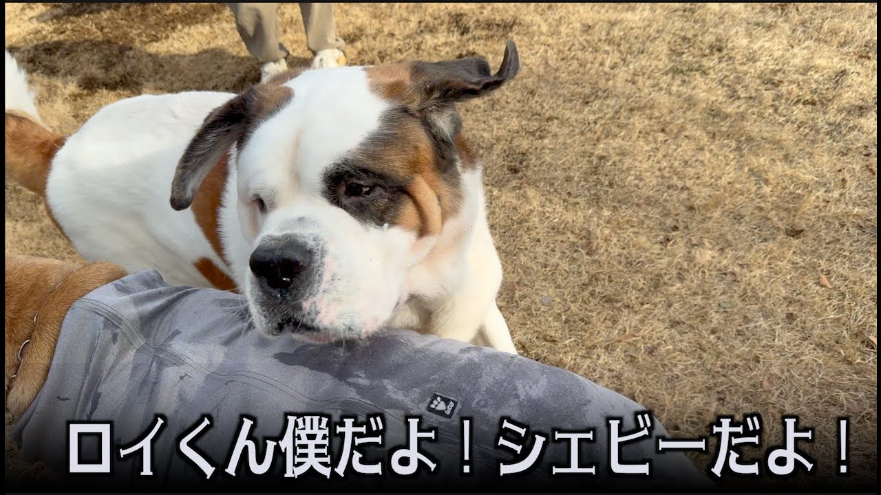 ロイおじ大好きシェビーが来た！