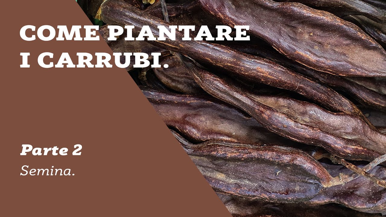 COME PIANTARE I CARRUBI - GIORNO 2 - SEMINA - Ep.9 RimboscaMENTI