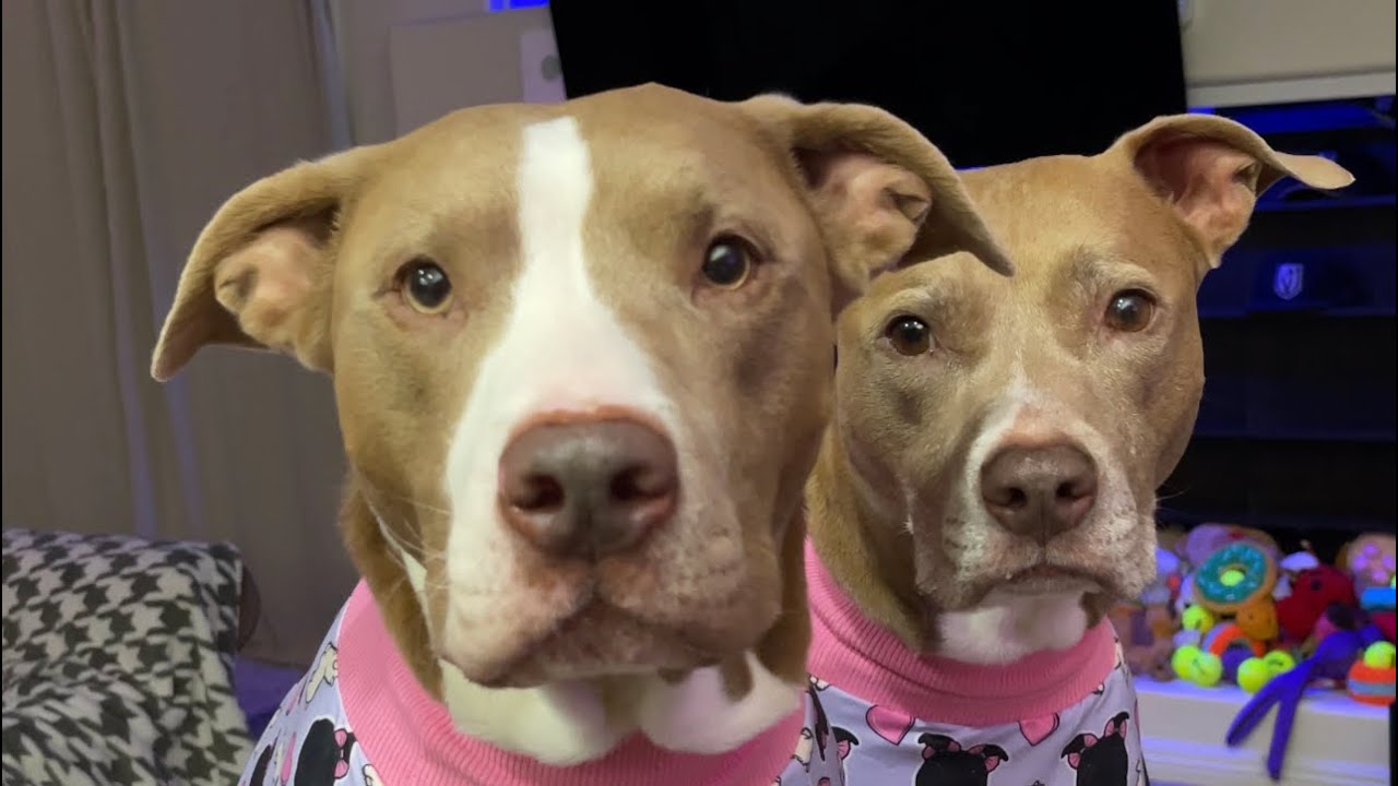My Dogs Have A Pajama Party