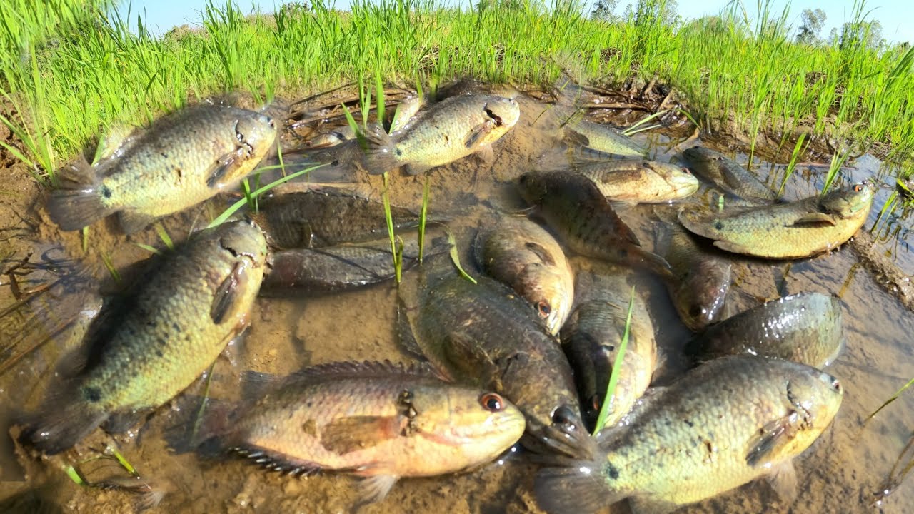 Farmers caught fish in the grasslands after the music was played, and they caught a lot of fish.