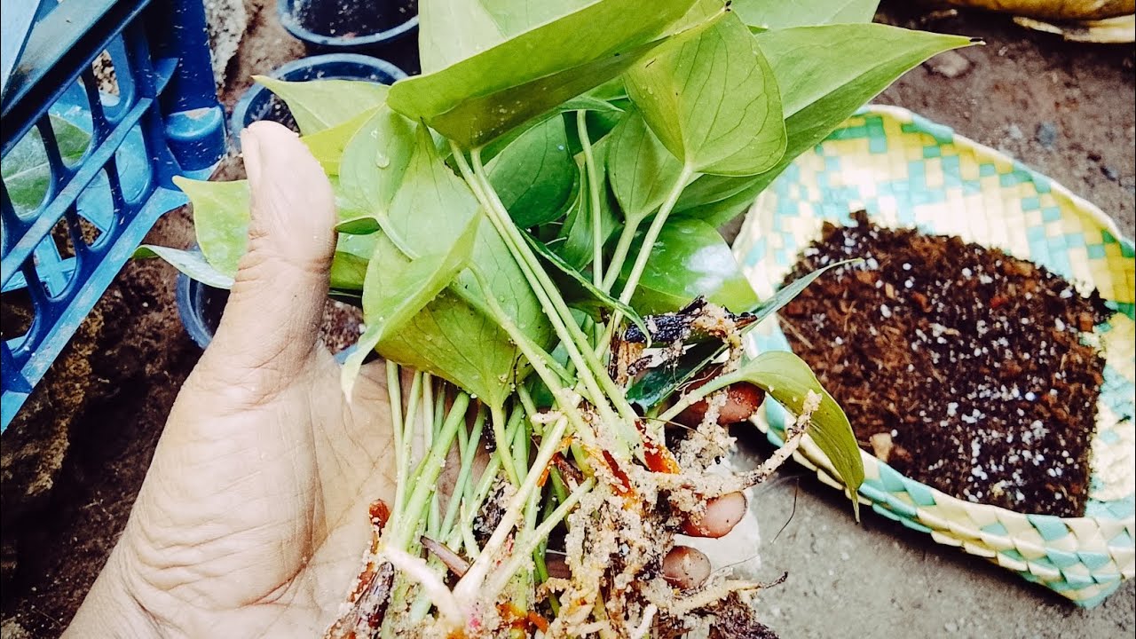 398 අලුත්ම  වර්ග  නෙවෙ #anthurium plant#gardenflowers #gardenplants 