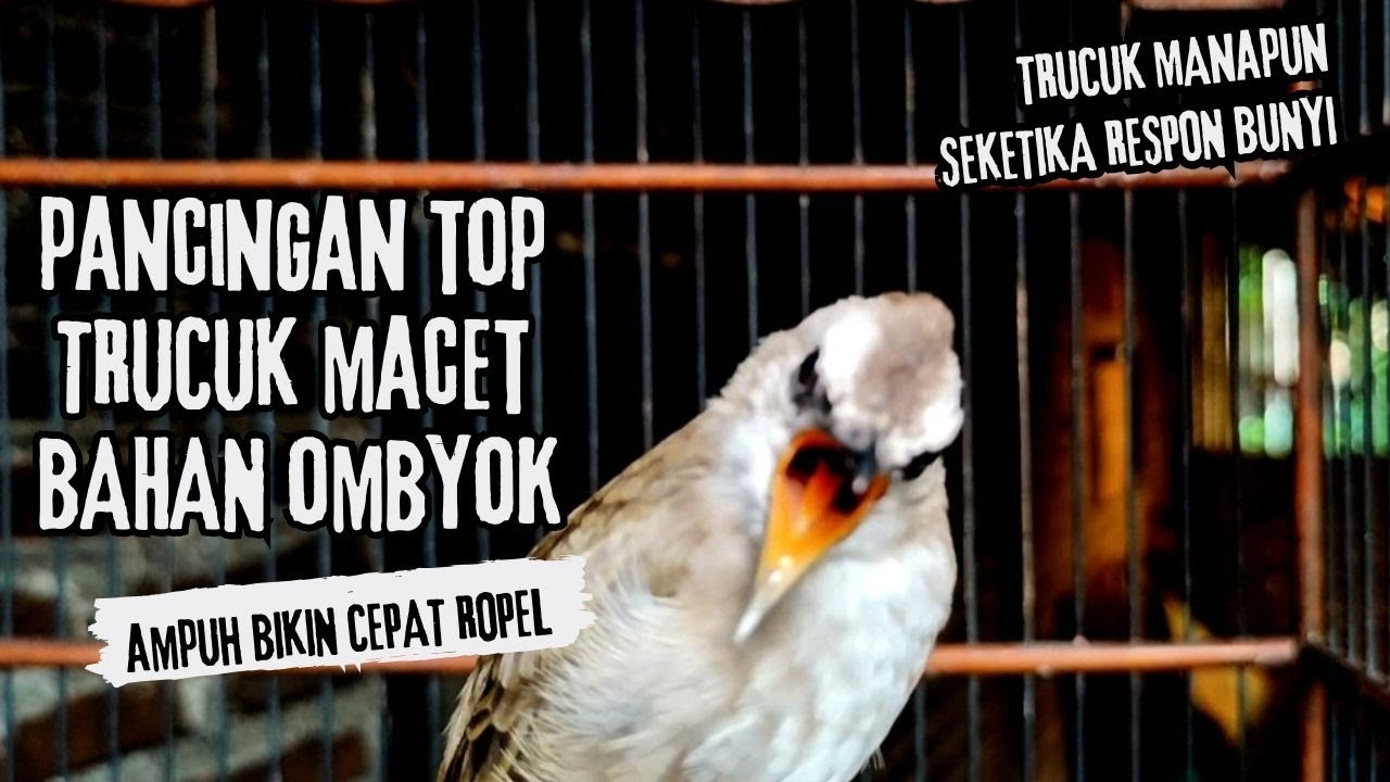 Trucukan Gacor ROPEL PANJANG Saat Subuh COCOK untuk Pancingan Trucuk BAHAN dan MASTERAN TRUCUK Paud