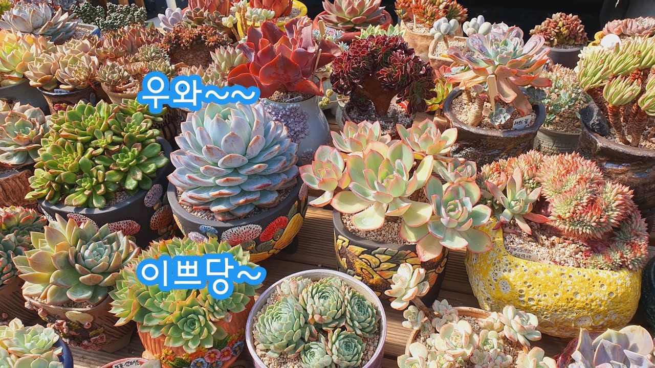 김해풍유동#다육이세상😍넘 예쁜 신상다육들#웨딩드레스#미울#짧은잎적성#제스타철화#링구아스#라울🌼🌸22.11.3/korean succulents plants 💖