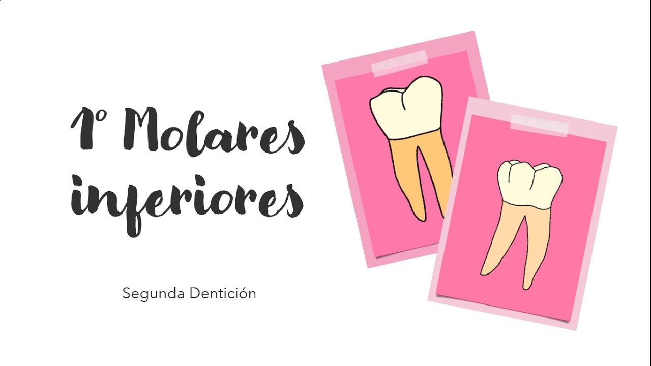1º MOLARES INFERIORES | ANATOMÍA SEGUNDA DENTICIÓN