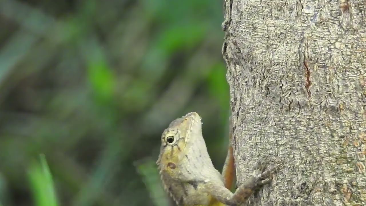 Wild life live peacefully with freedom