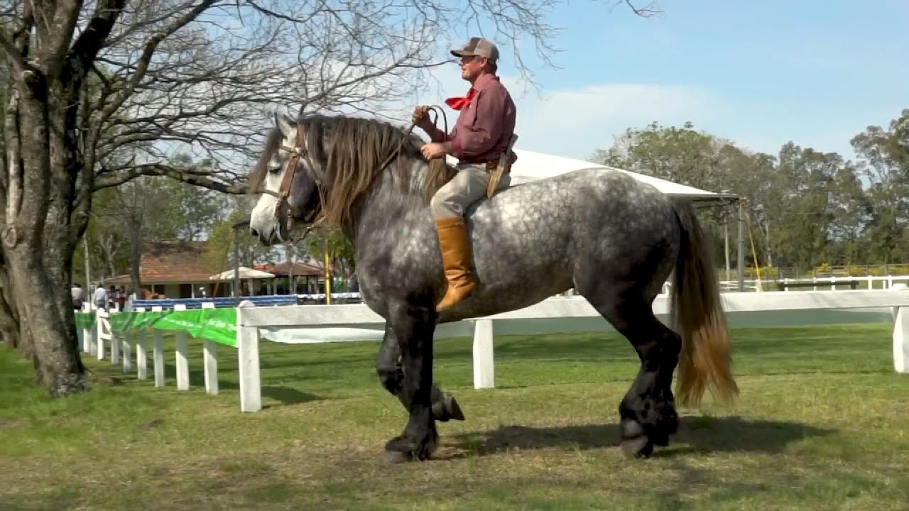 The Story of the Percheron – The Mighty Workhorse of History