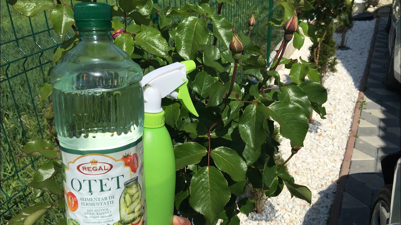 ✅Un insecticid Natural facut acasa pentru a scapa de Afide ,Paduchi,Musculite la Trandafiri,Pomi..✅
