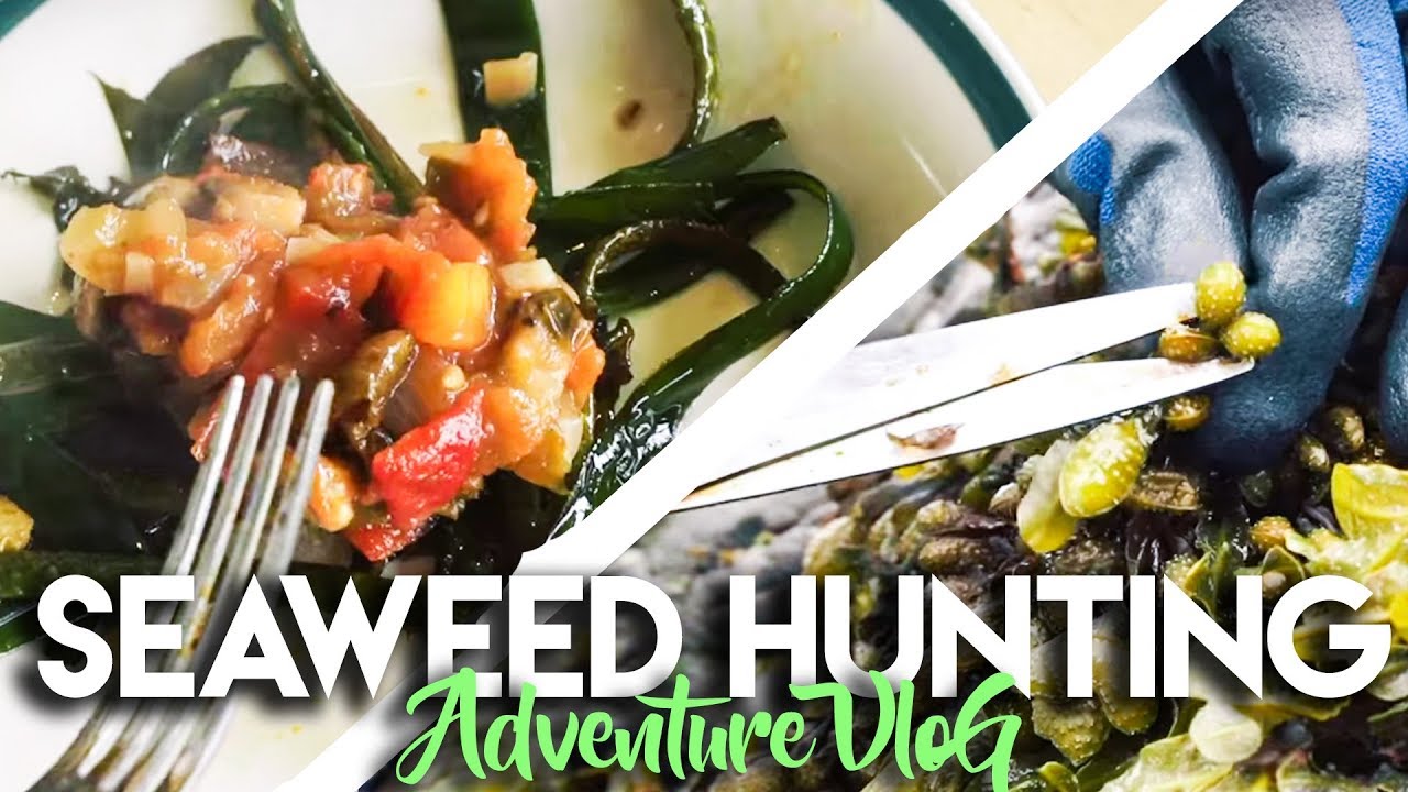 SEAWEED HUNTING IN SCOTLAND | ADVENTURE TRAVEL VLOG