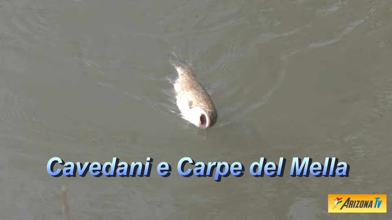 MONDO PESCA -  A PESCA COL TEO - CAVEDANI E CARPE DEL MELLA - REGIA ROBERTO LENA #pescasportiva