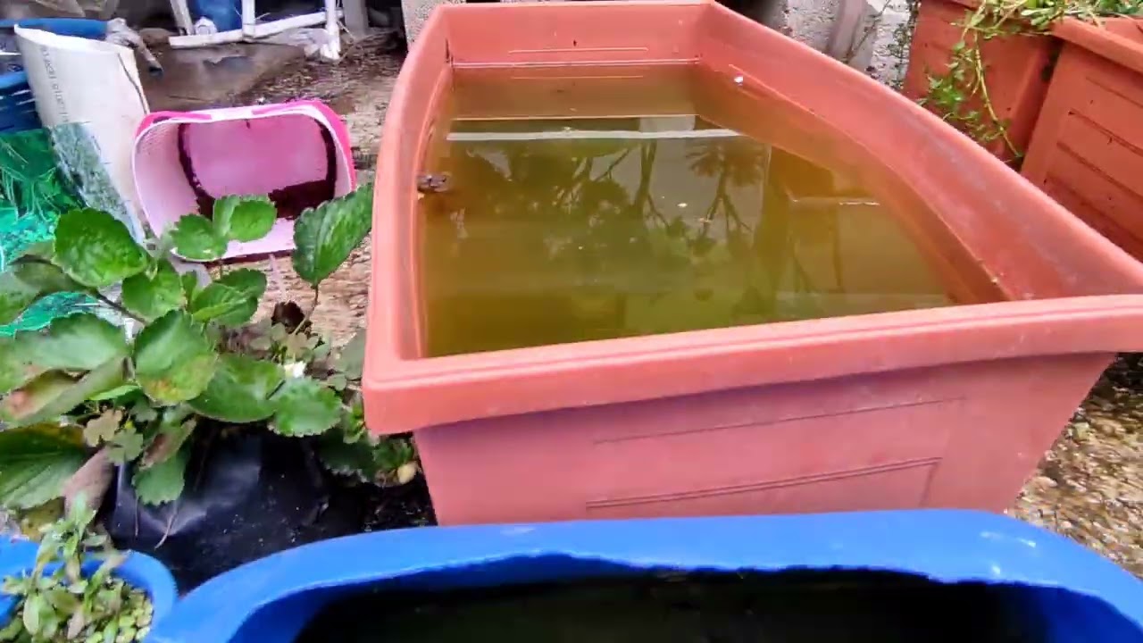 recorrido por el criadero de guppys y vivero de plantas acuáticas.