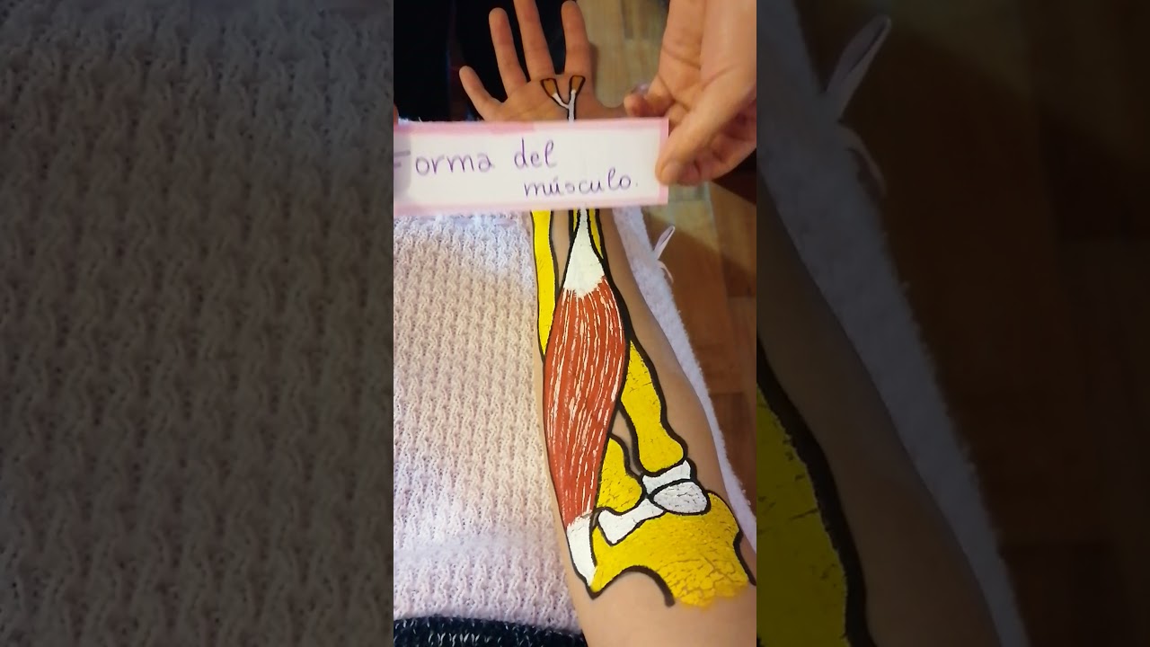 Flexor radial del carpo
