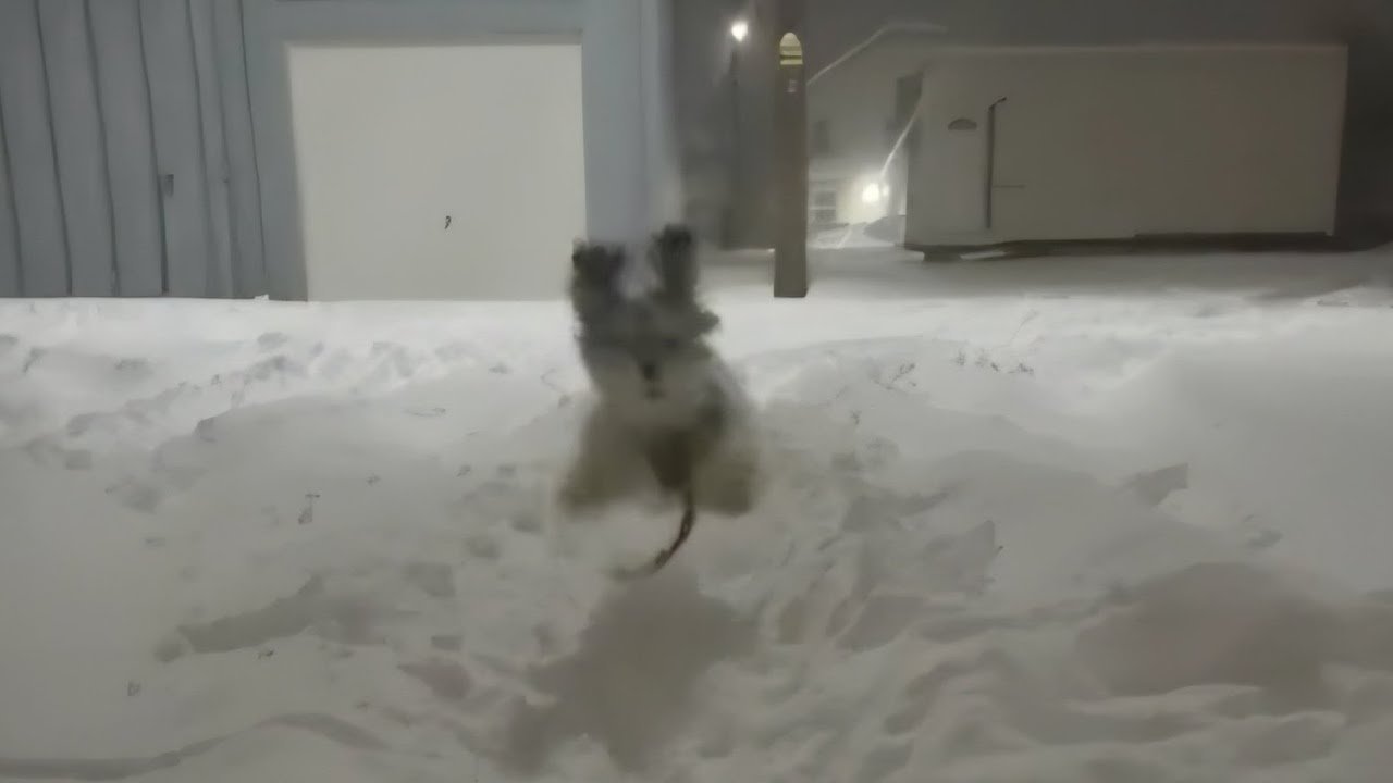 Adorable Dog Playing In Snow Having Snow Fun! Tru Davis, Cody and Kayla In The Video Too!