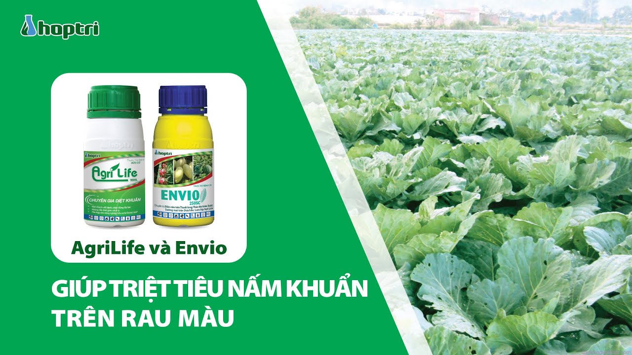 Agrilife 100SL v&agrave; Envio 250SC gi&uacute;p triệt ti&ecirc;u nấm khuẩn tr&ecirc;n rau m&agrave;u