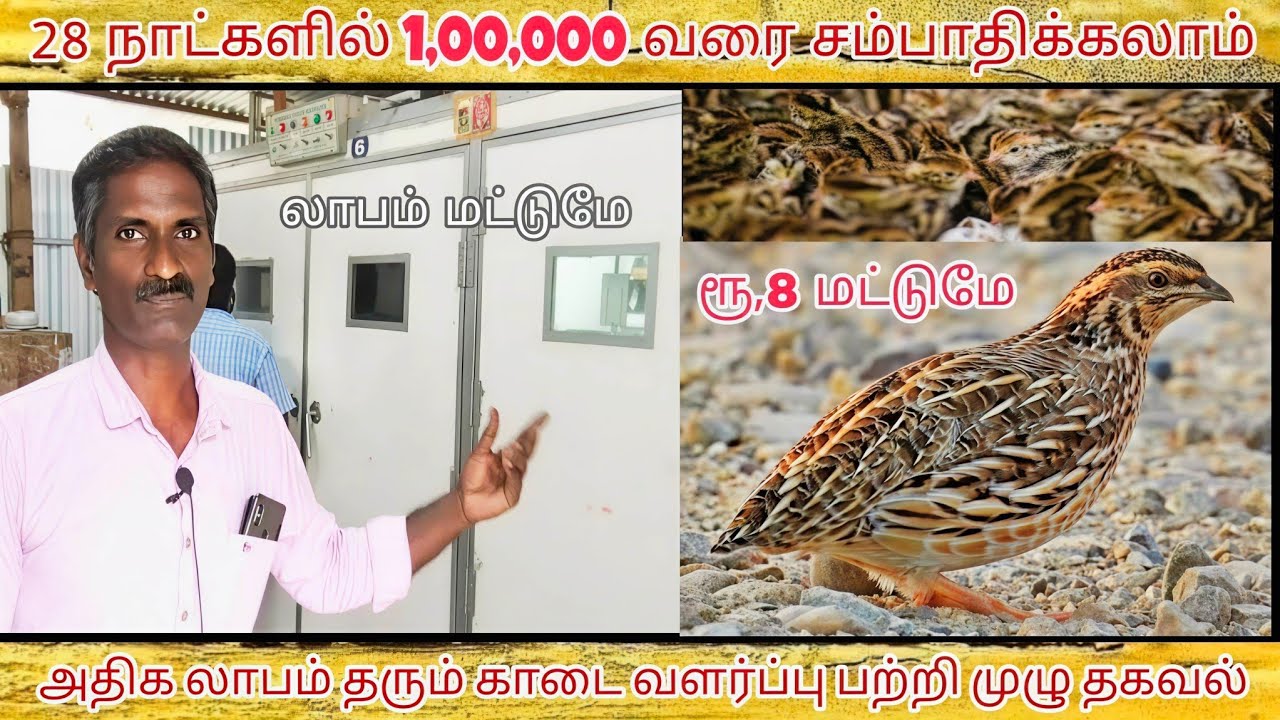 காடை வளர்ப்பு - 100% லாபம் மட்டுமே _ kadai farm tamil - Kadai Valarpu - விவசாயம் 