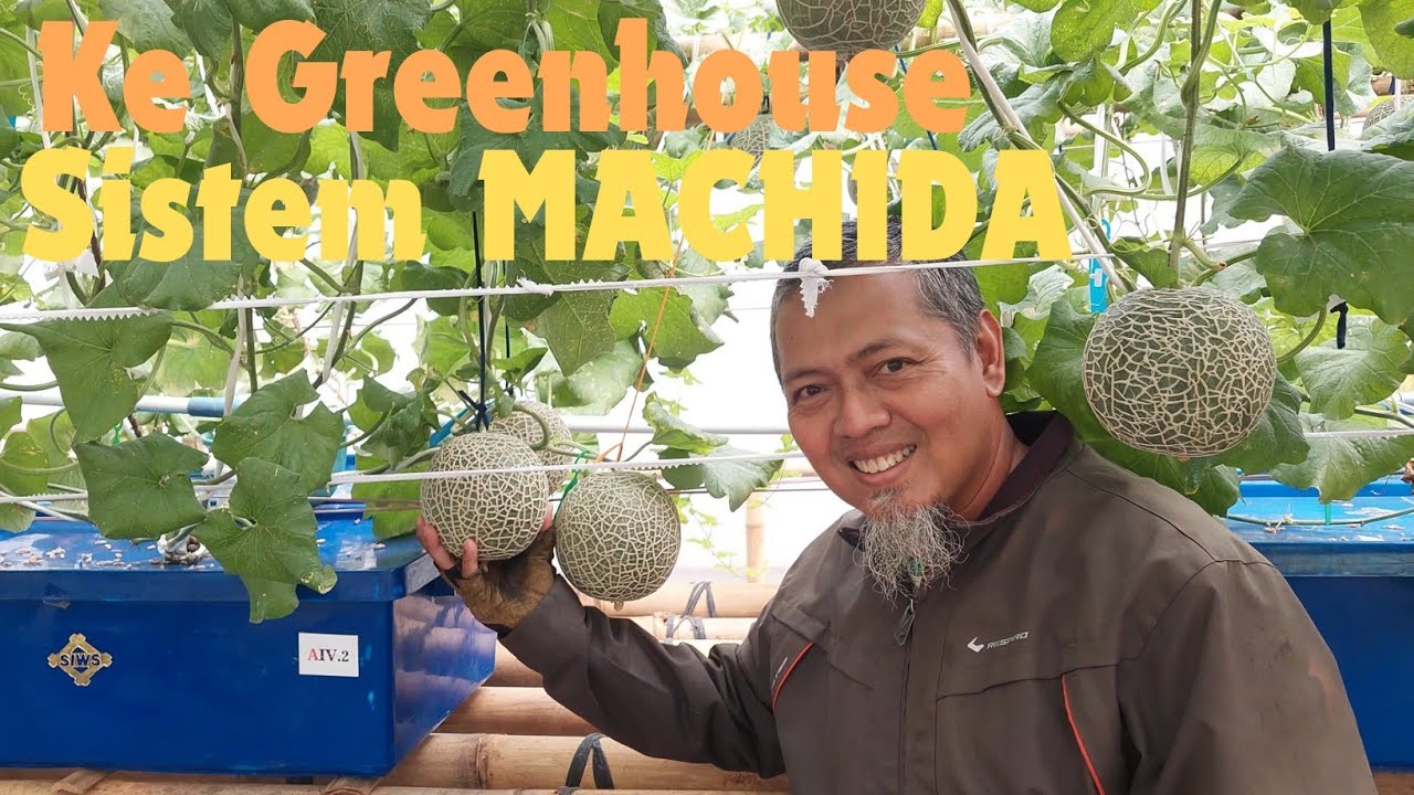 Berkunjung ke Greenhouse Melon Fujisawa Sistem Machida Hydroponic di Ciparay