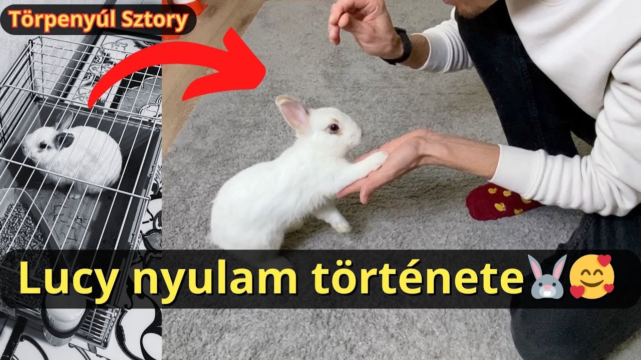 Lucy nyulam története! 🐰🐰🐰💥😮