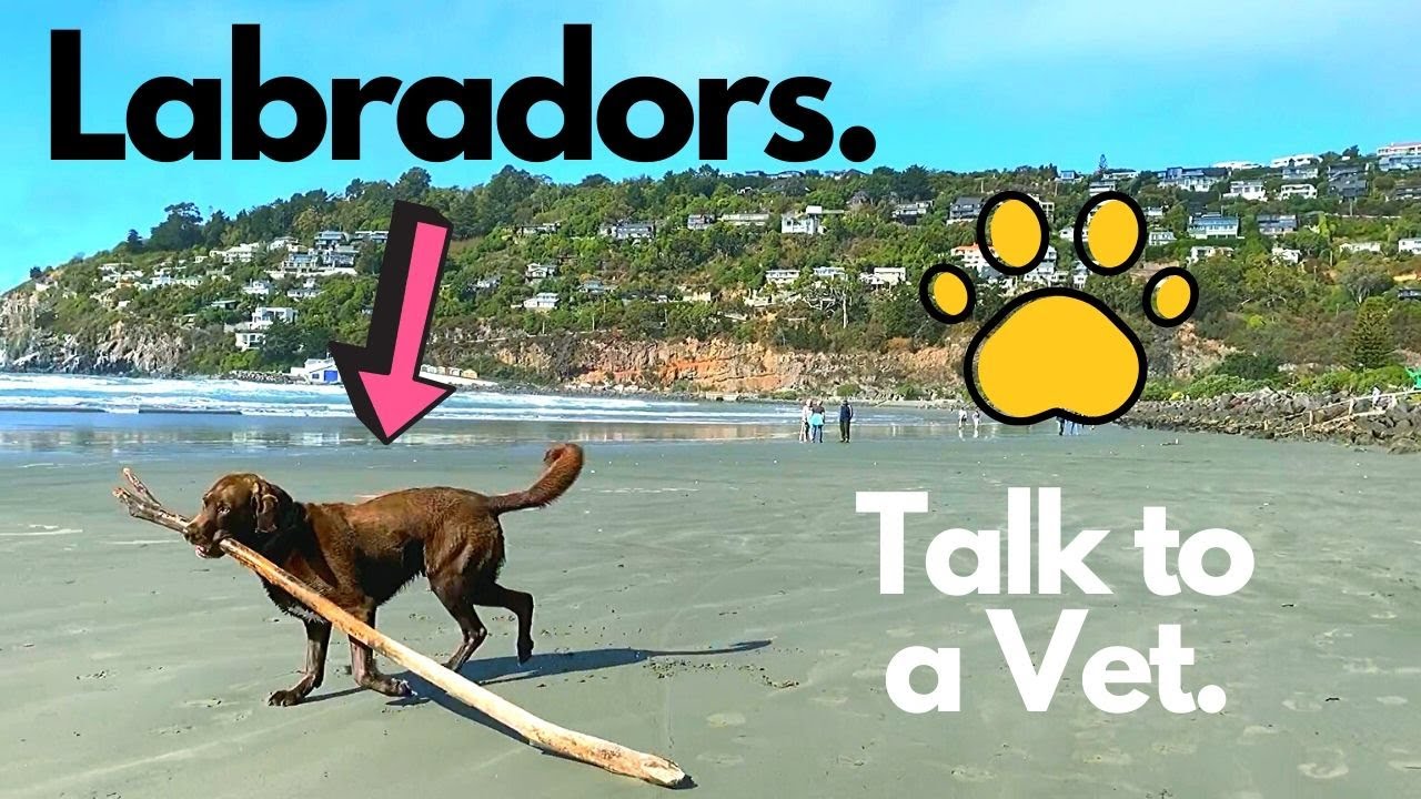 Owning a LABRADOR DOG, Everything You Need to Know About Labs (and where to buy them)