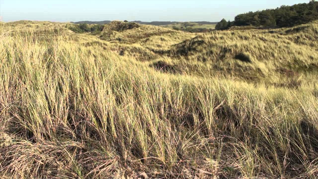 Nederland, dorp, Schoorl