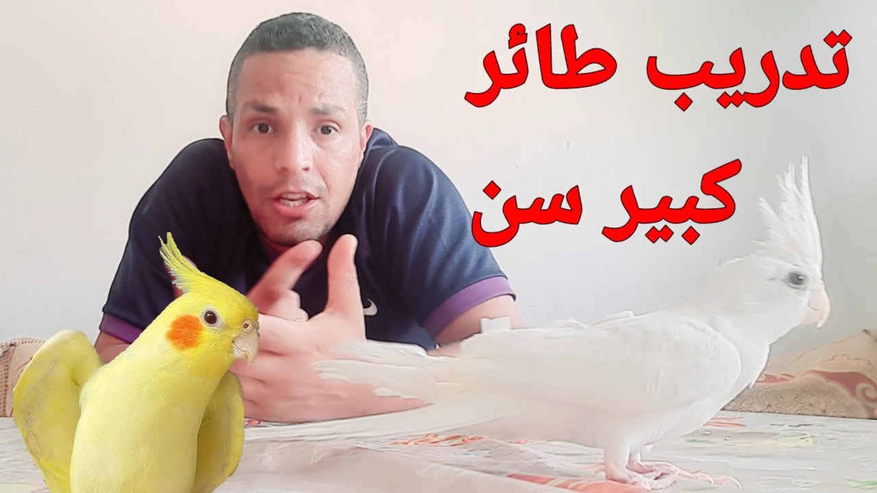 كوكتيل: طريقة ترويض طائر كالوبسيت كروان كبير سن ليصبح أليف