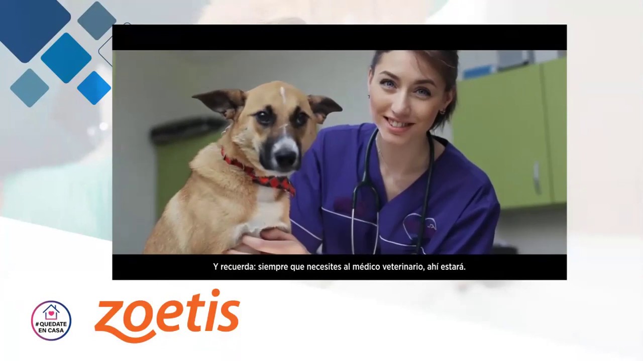 CONFERENCIAS EN LÍNEA DE ANESTESIOLOGÍA Y ANALGESIA VETERINARIA