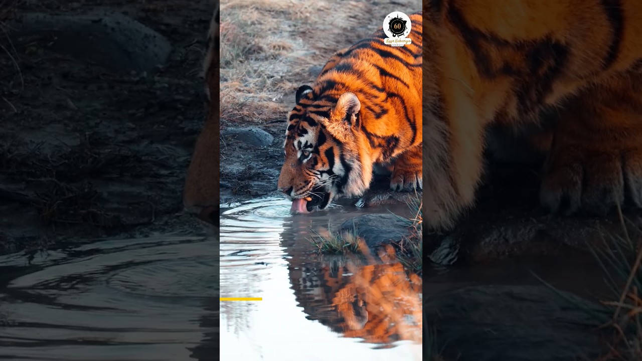 Underrated Wildlife Sanctuary Of India 😍| In search of Tiger| Part-1 | #shorts