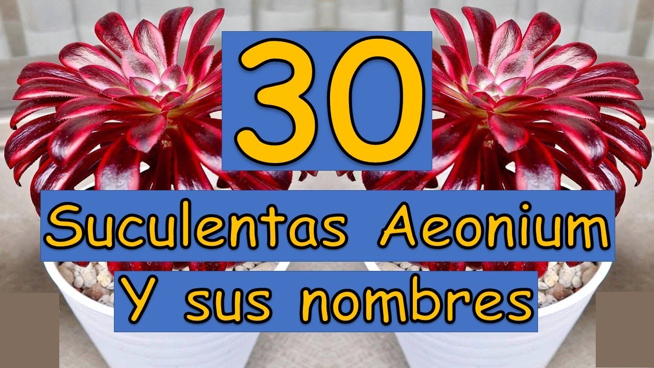 🎍 30 Suculentas Aeonium y sus nombres 🎍