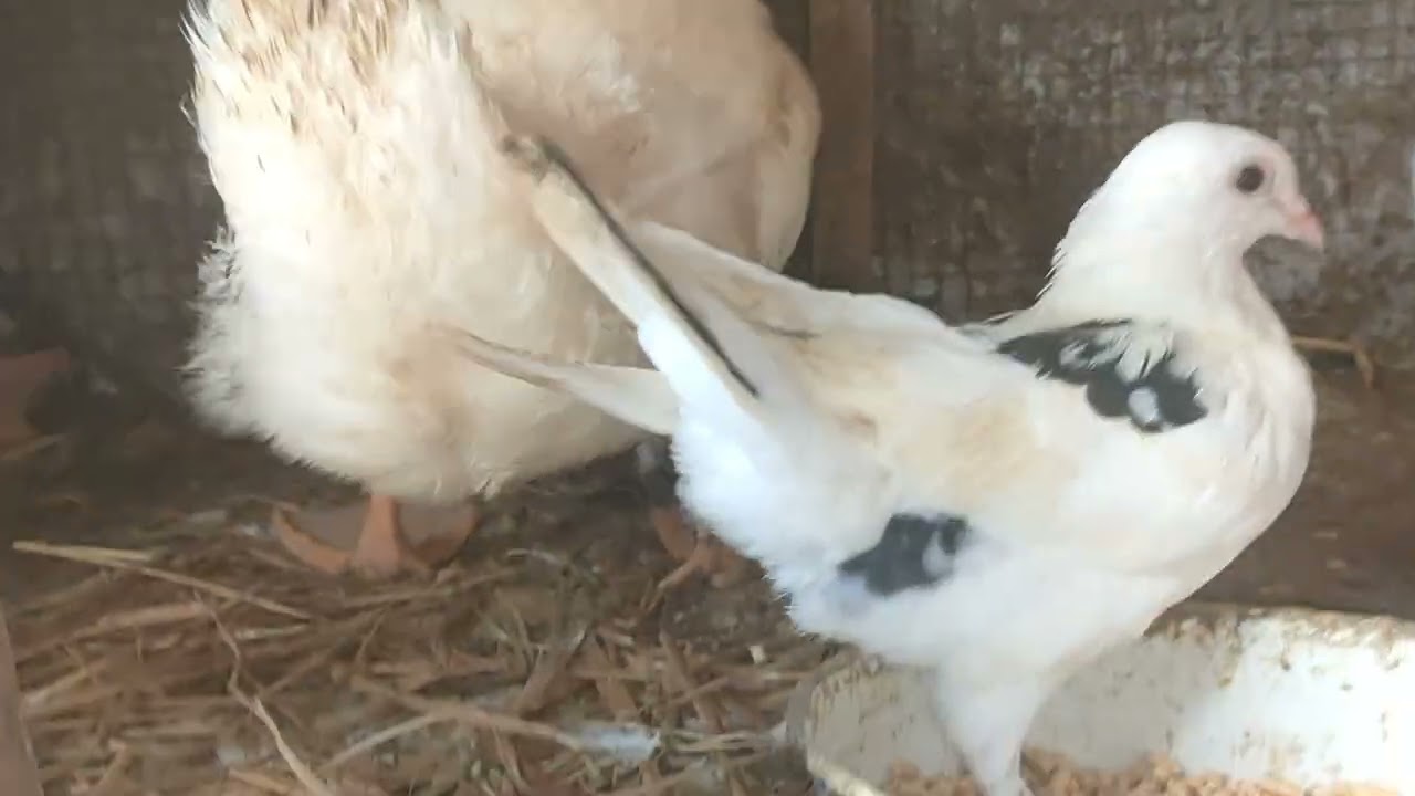 انت لو عرفت انا فاتحه الصفحه دي ليه مصر كلها تعمل لي لايك