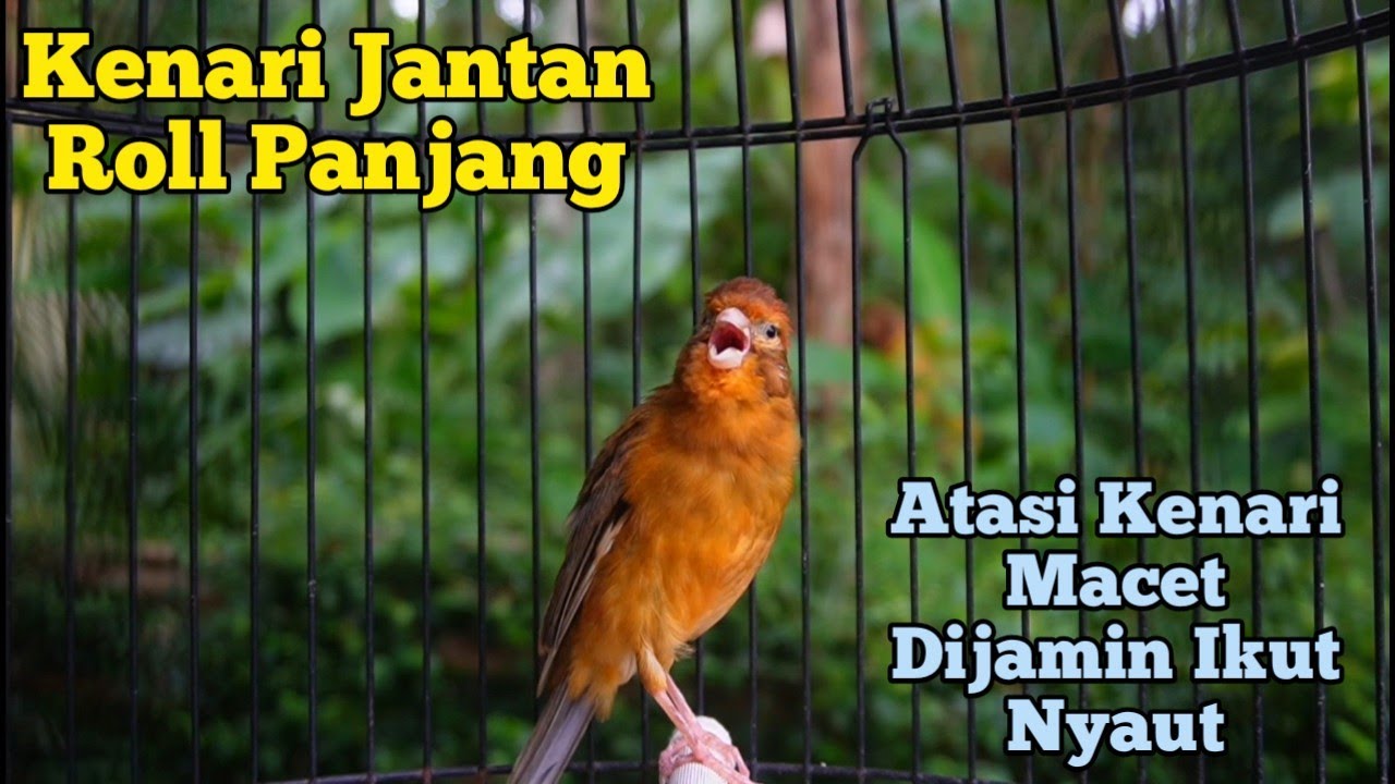 Kenari Gacor Panjang Cuit Cuit Emosi, Pancingan Kenari Paud Belajar Bunyi, terapi ampuh kenari macet